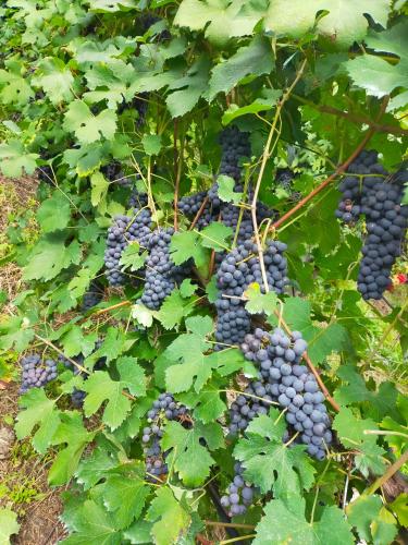 a bunch of grapes growing on a vine at casa vacanza da ghislin in Teglio