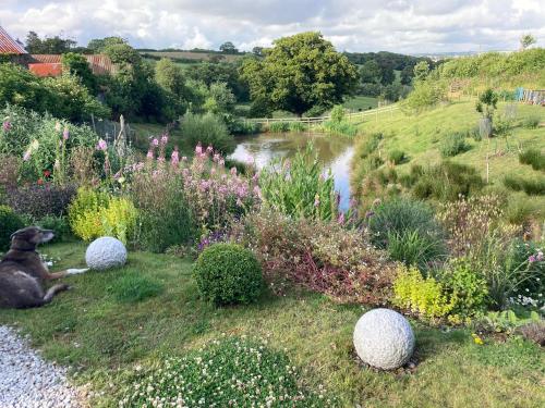 a dog sitting in the grass next to a river at Frizenham Farmhouse in Little Torrington