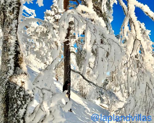 a group of trees covered in snow at Ruka View at the Slopes Ski in, Family & Bike Park, National Park, hike trails - Lapland Villas in Ruka