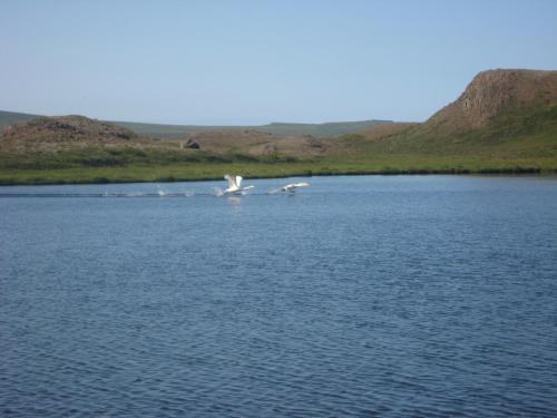 two birds flying over a body of water at Ásbrandsstadir Cottages in Vopnafjörður