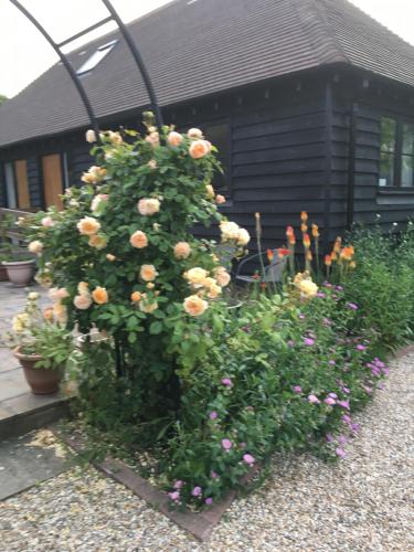 a bush of flowers in front of a house at Little Orchard Cottage in Canterbury