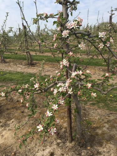 an apple tree with pink flowers on it at Little Orchard Cottage in Canterbury