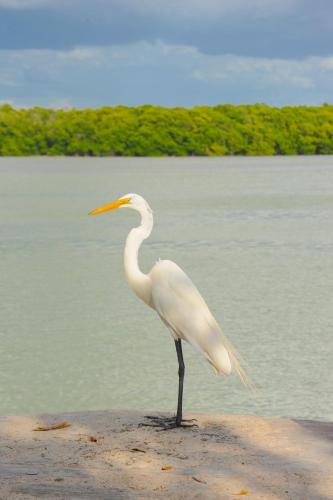 a white bird standing on the beach near the water at Playa 55 beach escape - adults only Guesthouse in Celestún