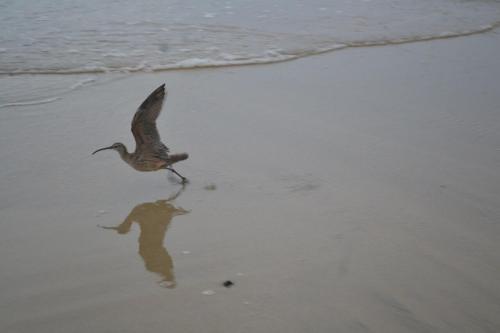 a bird walking on the beach with its reflection in the sand at Hotel cahuita in Cahuita