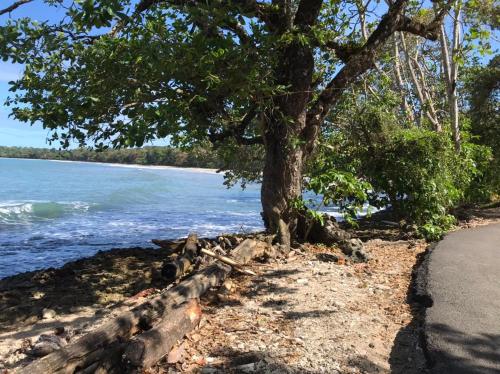 a tree on a beach next to the water at Hotel cahuita in Cahuita