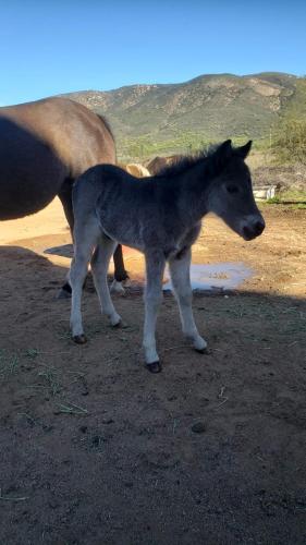 a baby horse standing next to a brown horse at Rancho El Rossinyol in Valle de Guadalupe