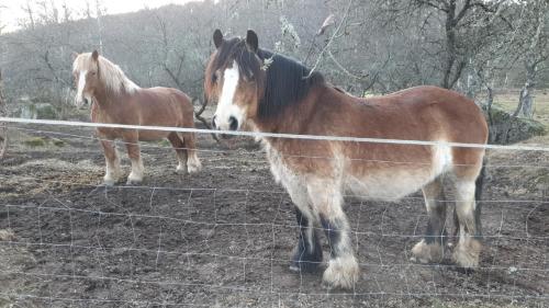 two horses are standing behind a wire fence at Schwedentraum Varpstugan in Kisa