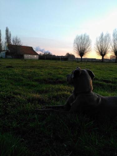 a dog laying in the grass in a field at B&B De Pethaan in Wielsbeke