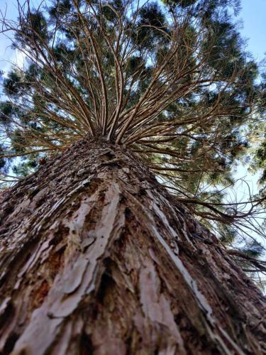 a close up of the top of a pine tree at Naturidyll Mariendorf - Ferienwohnung Hagensche Wiek in Mariendorf