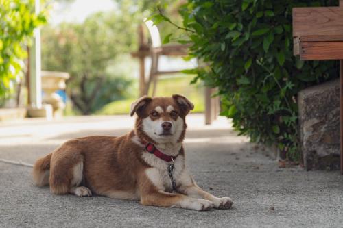 a brown and white dog laying on the ground at Agriturismo Tripala in Minucciano
