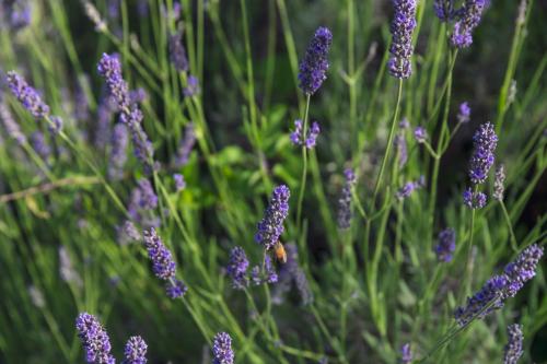 a bunch of lavender flowers with a bee on them at Agriturismo Tripala in Minucciano