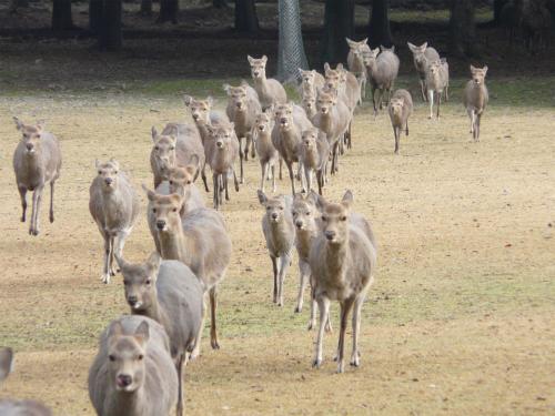a herd of kangaroos running in a field at Nara Royal Hotel in Nara
