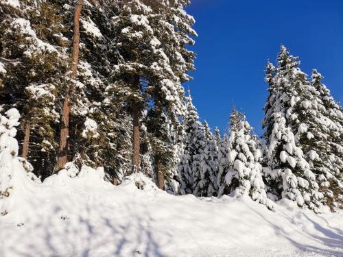 a group of pine trees covered in snow at Gästehaus Hebalm, Family & Friends auf 900 m2 Wohnfläche erleben, Alleinnutzung möglich in Pack