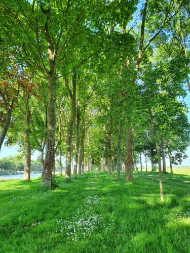 a row of trees in a park with green grass at Hôtel Le Vauban in Carentan