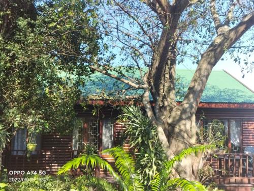 dom z drzewem przed nim w obiekcie Welbedacht Estate Self catering Accommodation w mieście Port Elizabeth