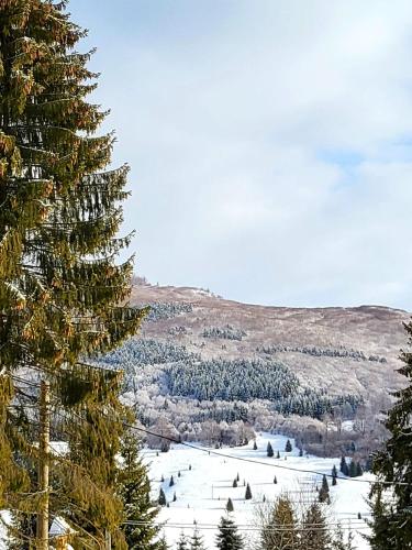 a pine tree standing next to a ski slope at Pensiunea Mountain Pearl in Deseşti