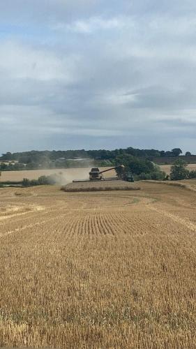 a combine harvesting a field of wheat at The Groom's Cottage in Towcester