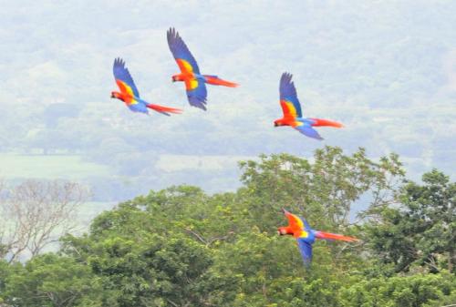 a group of birds flying in the sky at Cabañas Ecobiosfera in Catemaco
