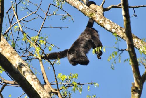 a black bear hanging from a tree branch at Cabañas Ecobiosfera in Catemaco