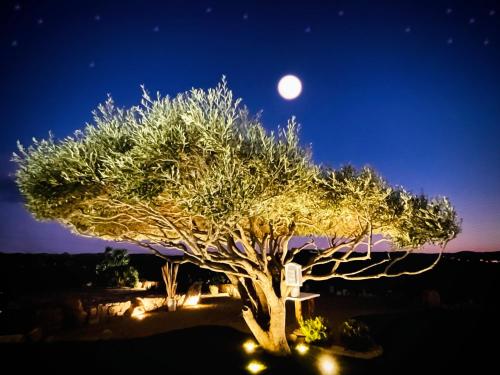 a tree with a moon in the sky behind it at B&B Anastasia in Santa Teresa Gallura