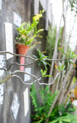 a bunch of plants in pots on a wall at Villa Siki Sanur, Relax & Enjoy in Sanur