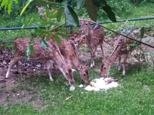 a group of deer eating food in the grass at Deer Garden Guest in Polonnaruwa