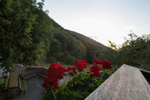 a view of a garden with red flowers at Wald-Hotel Heppe in Dammbach