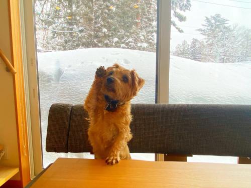a dog standing on a table in front of a window at 白馬パウダーマウンテン in Hakuba