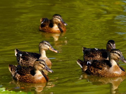 a group of ducks swimming in the water at Beech Lodge in Newton Abbot