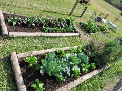 three raised garden beds with lettuce and other vegetables at La Trinidad Casa de Campo in San José