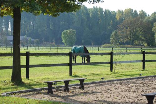 a horse in a field with a fence and a bench at Apartments Luisenhof in Krefeld