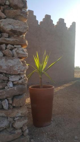 a plant in a pot next to a stone wall at Ksar Montana Hôtel, Chambres piscine in Taforhalt