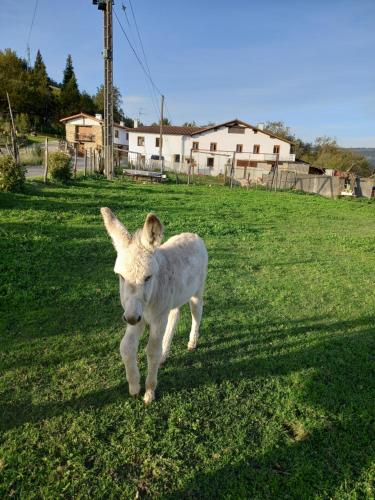 a white lamb running in a field of grass at Agroturismo Pagoederraga in Orio