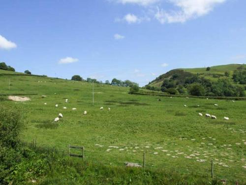 a herd of sheep grazing in a green field at Cwmgilla Farm in Knighton