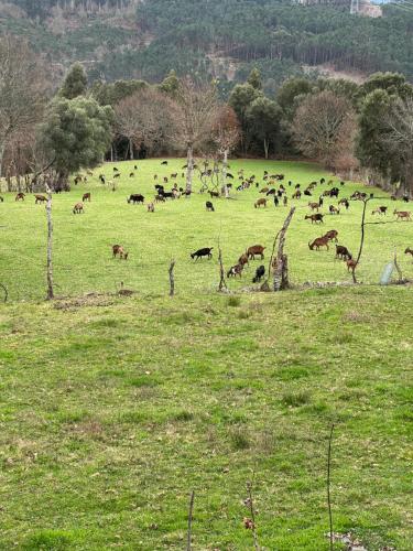 a herd of animals grazing in a field at Refúgio do Valouto in Torneiro