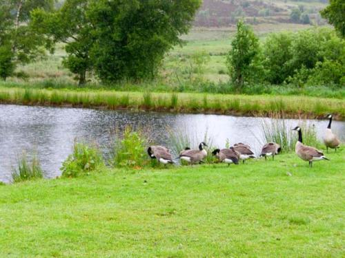 un grupo de gansos parados junto a un cuerpo de agua en Harrison's Cottage, en Llandegla