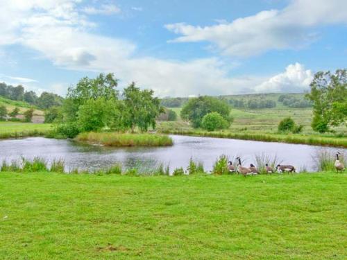 a group of animals laying in the grass near a river at Harrison's Cottage in Llandegla