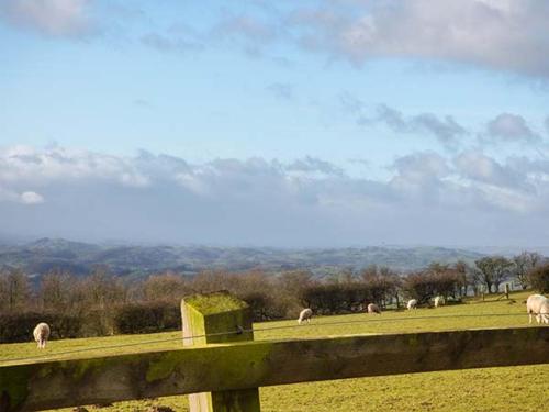 a group of sheep grazing in a field behind a fence at Valley View Lodge in Trelystan
