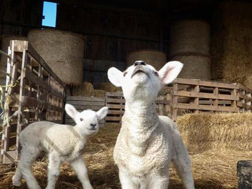 two lambs standing in a barn with hay at Bran Goesgoch in Holyhead