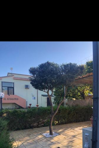 a tree on a sidewalk in front of a building at Ginepro family in Valledoria