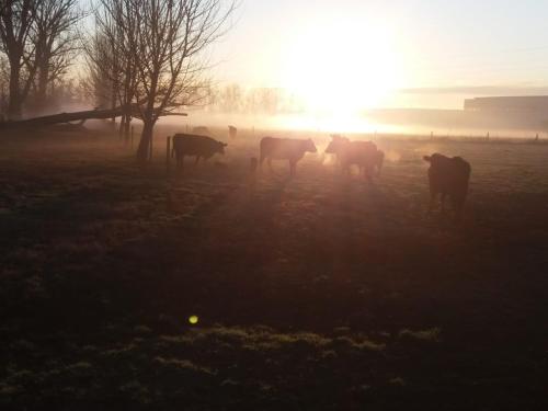 a herd of cows standing in a field at sunset at Agriturismo Cascina Pezzolo in Lodi