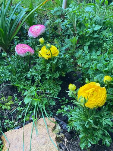 a group of yellow and pink flowers in a garden at Dolce Vita in Tuscany B&B in Capannori