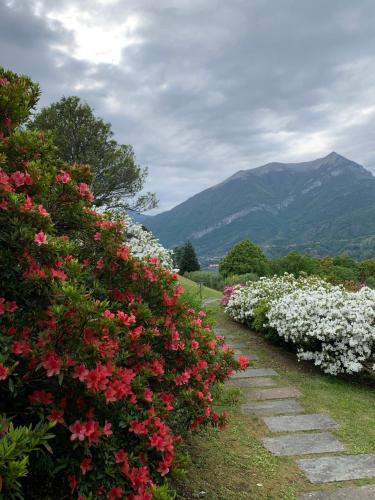 a row of flowers with mountains in the background at Il Poggio Di Bellagio in Bellagio