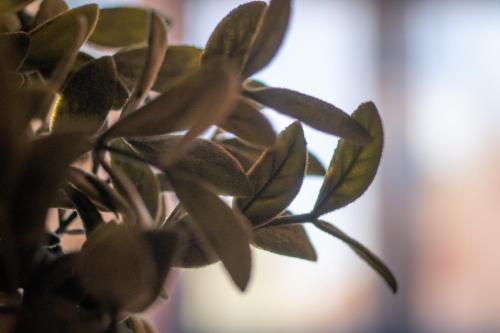a close up of a plant with green leaves at Le President-Gare Nimes Pont Du Gard in Bellegarde