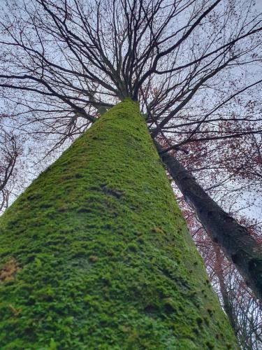 a tree with green moss on the top of it at Wohlfühloase am Trausdorfberg mit Sauna, Whirlpool und Panorama in Sankt Marein bei Graz