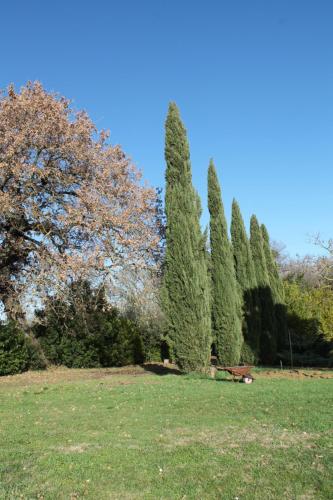 a group of trees in a field with a bench at Il casale di Sandra in Chiusi