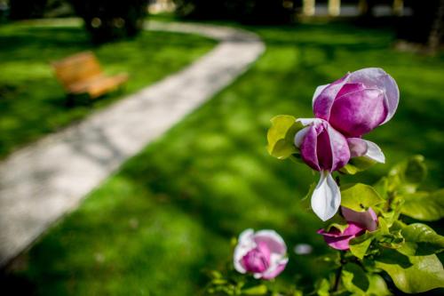 Jardín al aire libre en Batthyány Kúria