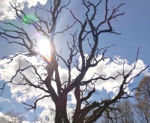 a tree with the sun behind it at K & R Appartements Binz in Binz