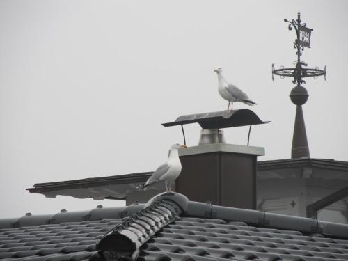 two birds sitting on top of a roof at K & R Appartements Binz in Binz