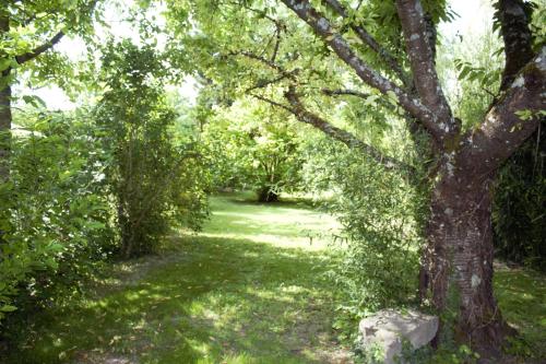 a path through a forest with a tree at Gîtes Famille En Othe in Bouilly